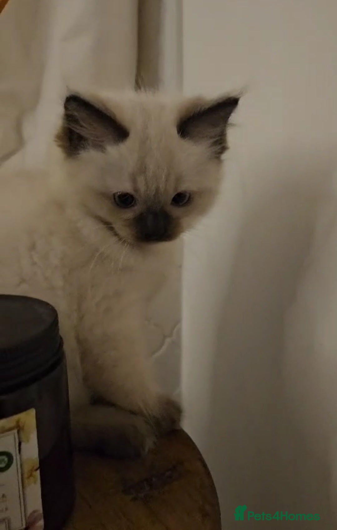 Ragdoll cats for sale: 2 Male Sealpoints ready to leave on 16th Dec - Advert 6