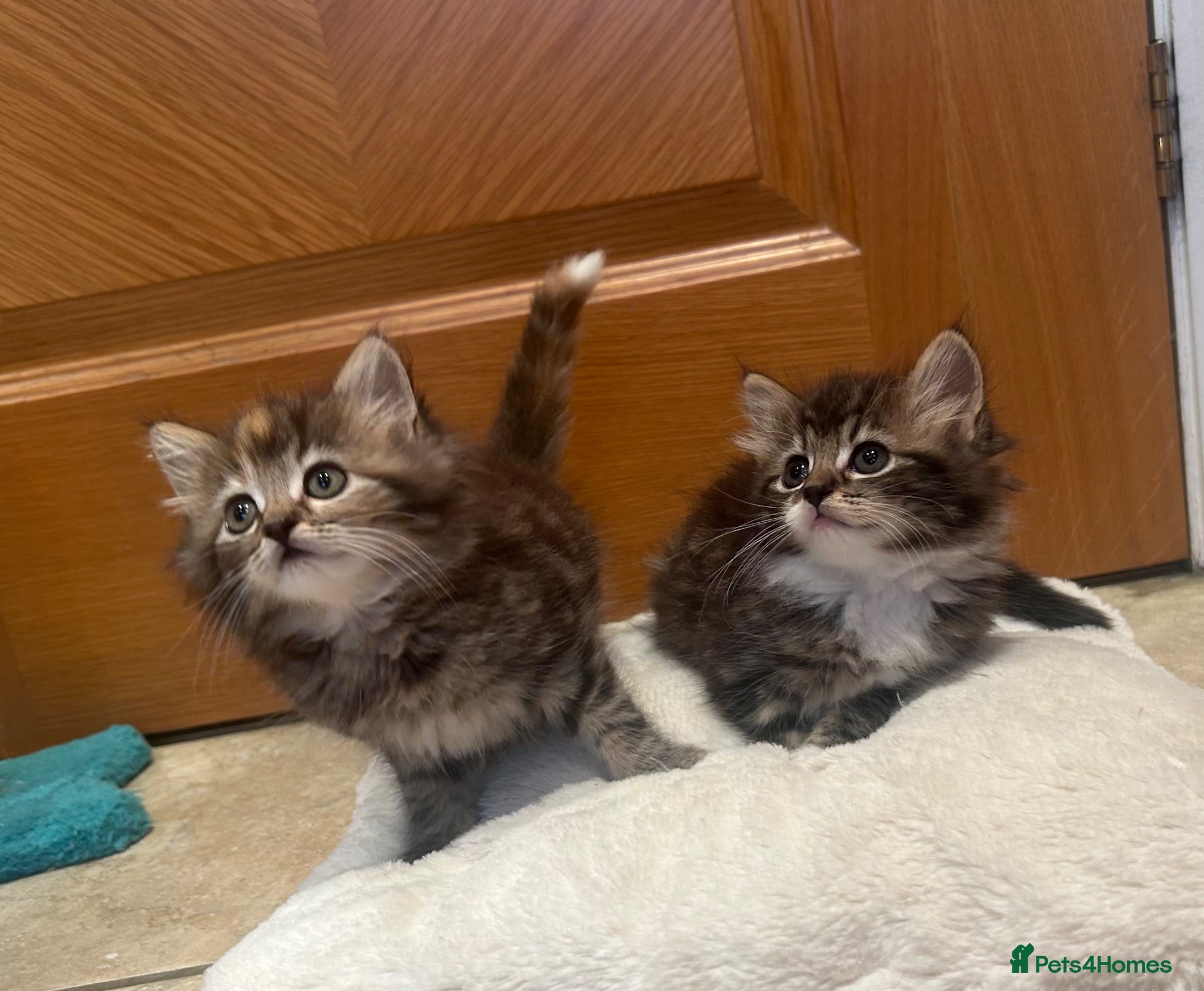 Mixed Breed cats Beautiful long haired female kittens - Advert 1