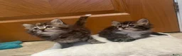 Mixed Breed cats for sale: Beautiful long haired female kittens - Advert 1