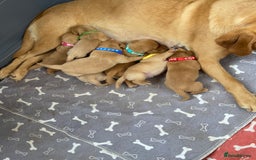 Labrador Retriever dogs for sale: Stunning fox-red labs 4boys left for sale  - Image 2
