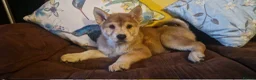 Mixed Breed dogs for sale: Gorgeous Chowski boys - Advert 19