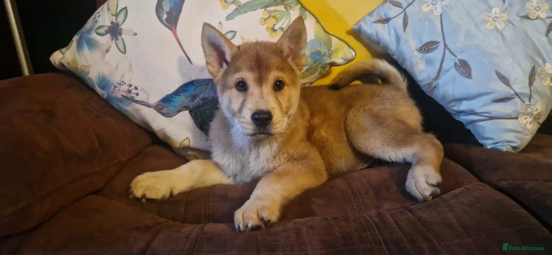 Mixed Breed dogs for sale: Gorgeous Chowski boys - Advert 19