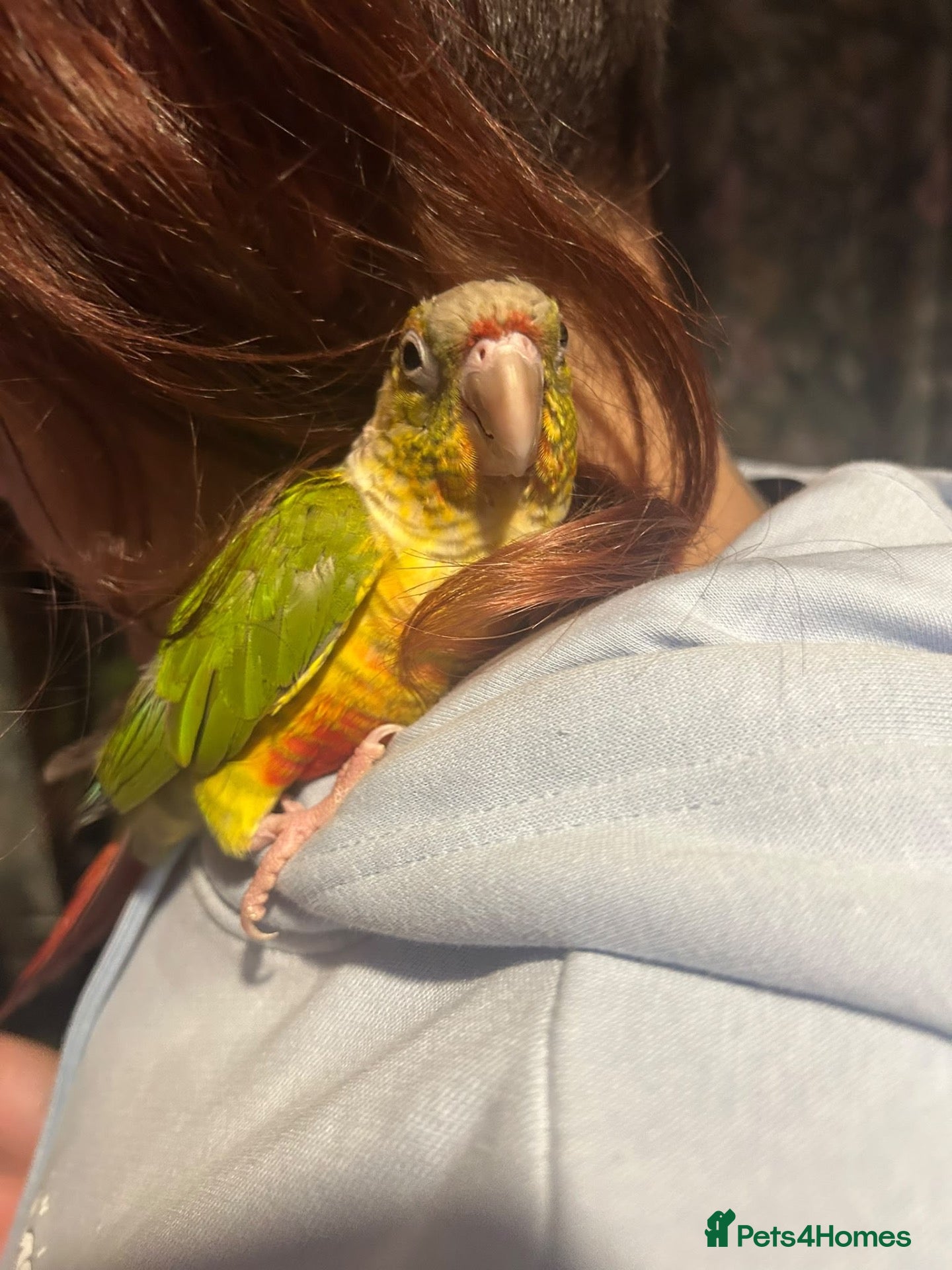 Conures birds Hand tame pineapple Conure - Advert 1