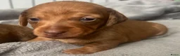 Miniature Dachshund dogs for sale: Kc Reg smooth miniature dachunds  - Advert 4