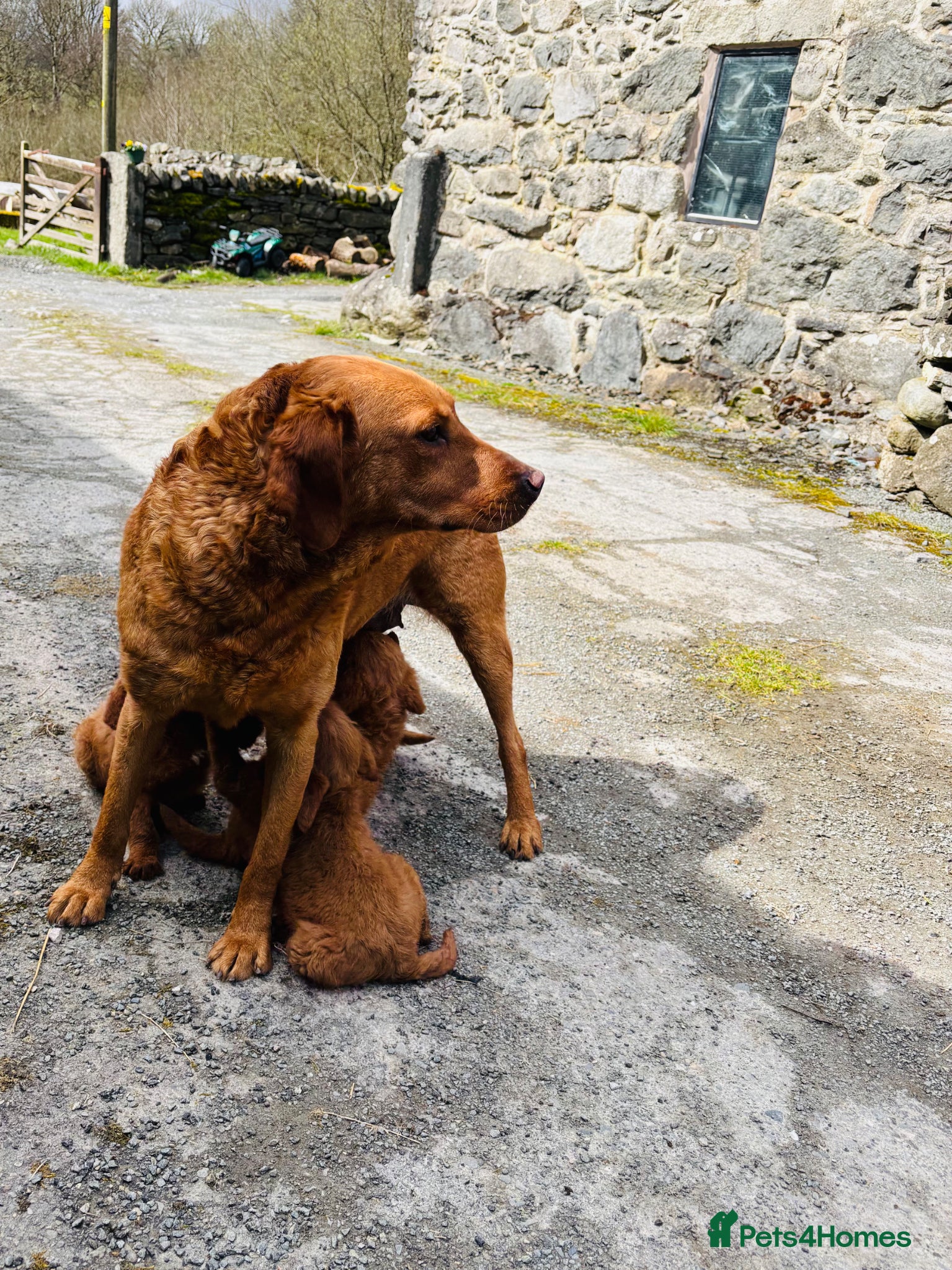 Labradoodle dogs Beautiful labradoodle puppies for sale - Advert 2