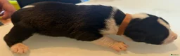 Mixed Breed dogs for sale: Puppies for sale  - Advert 19