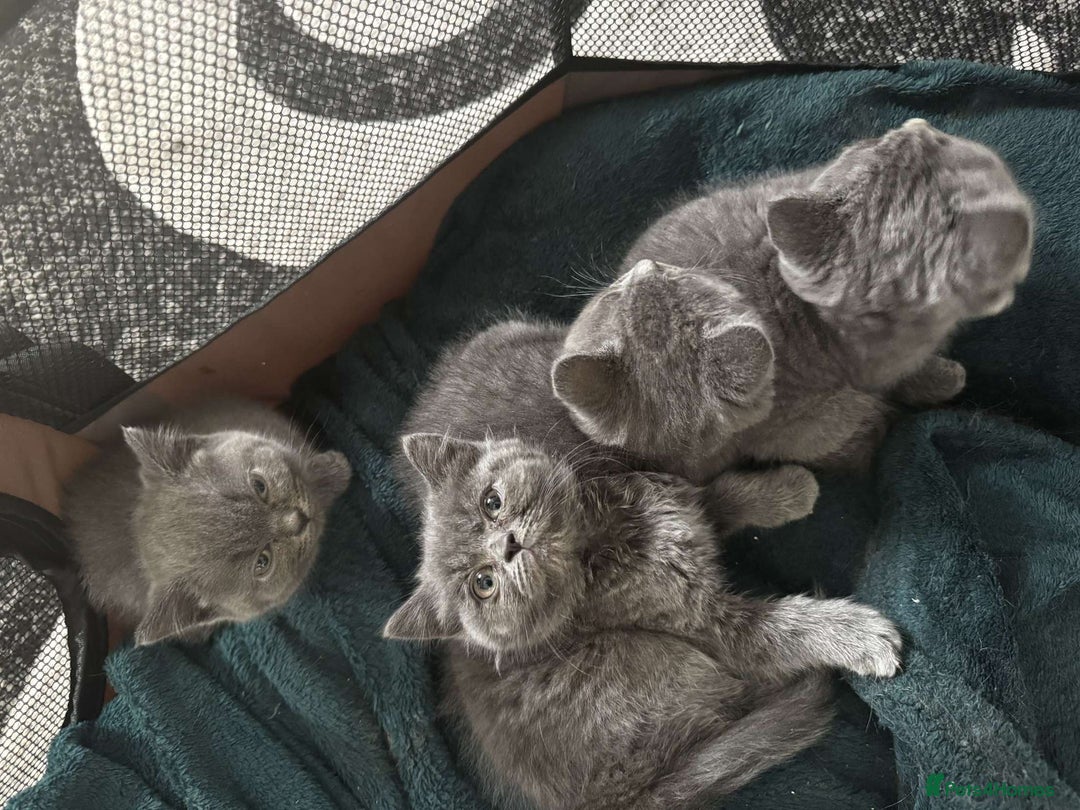 British Shorthair cats for sale: British short hair kittens - Image 17