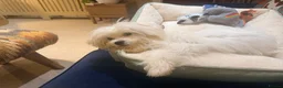Malshi dogs for sale: Female Maltese (1/4 shitzhu) puppy  in Thatcham - Advert 3