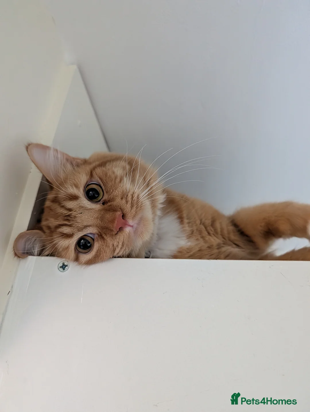 Mixed Breed cats for sale: 10 month old Male Ginger Kitten for sale  in Wembley - Advert 1
