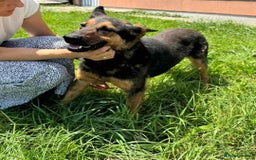 German Shepherd dogs for adoption: RICO  - Image 11