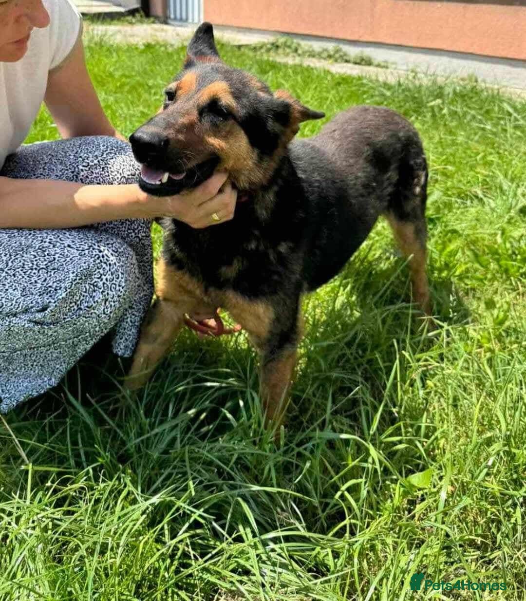 German Shepherd dogs for adoption: RICO  - Image 11
