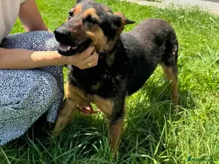 German Shepherd dogs RICO - Advert 8