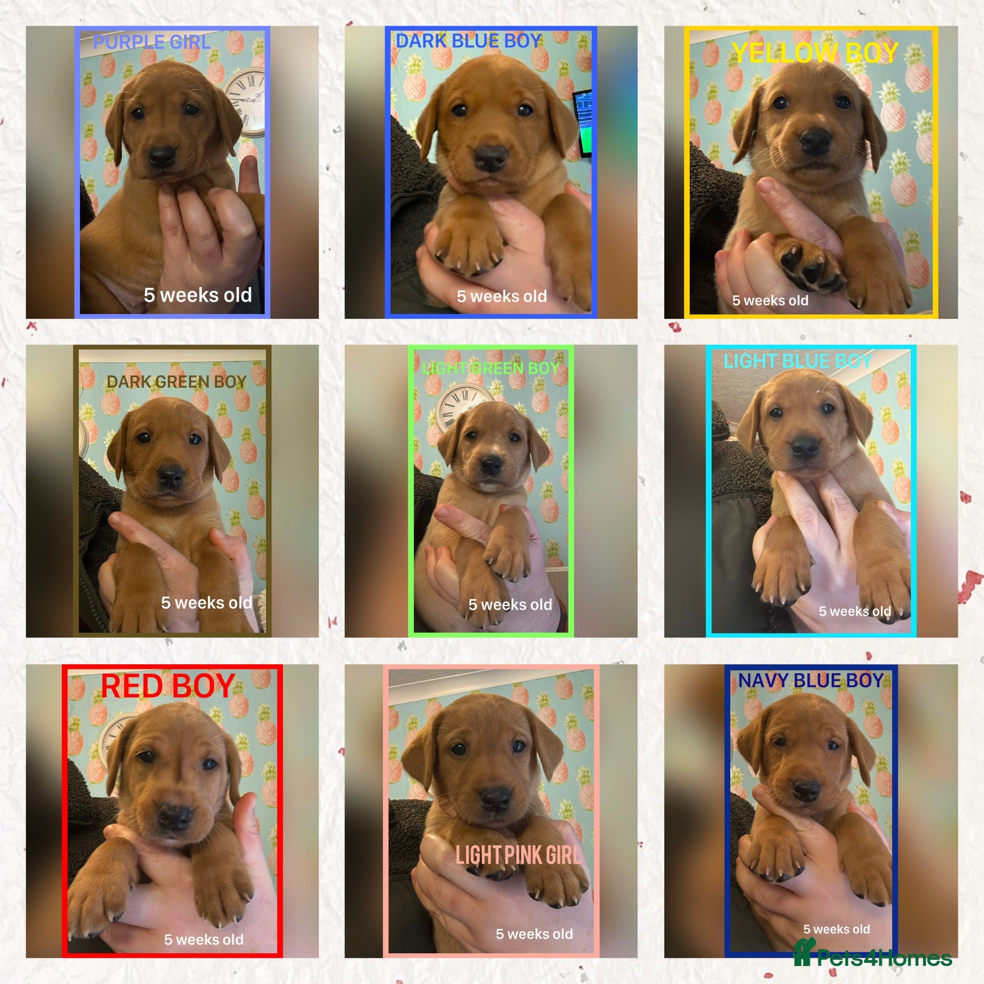 Labrador Retriever dogs for sale: Fox red Labrador puppies  - Advert 1