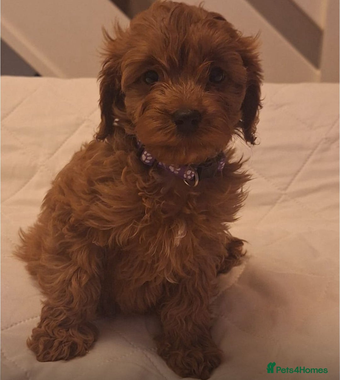 Cavapoo dogs for sale: Beautiful F1 Cavapoos - Advert 11