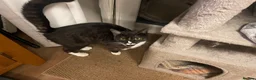Mixed Breed cats for sale: Short haired Male cat  - Advert 9