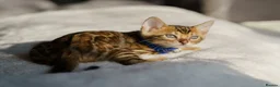 Bengal cats for sale: ONLY 4 LEFT - HEALTH/DNA TESTED BENGALS - Advert 30