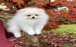 Pomeranian dogs for sale: ** Pomeranian/700g-11 week Champion EU Bloodline  - Image 8