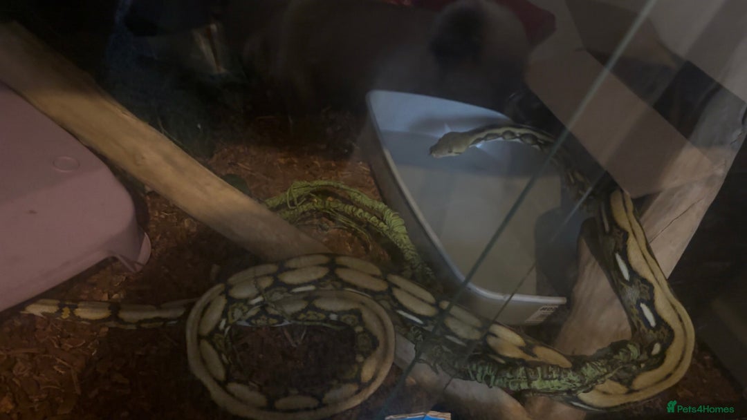Python Snake reptiles for sale: Dwarf Reticulated python  - Advert 4