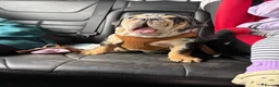 English Bulldog dogs for sale: KC reg black Merle bitch 💖 in Southport - Advert 23