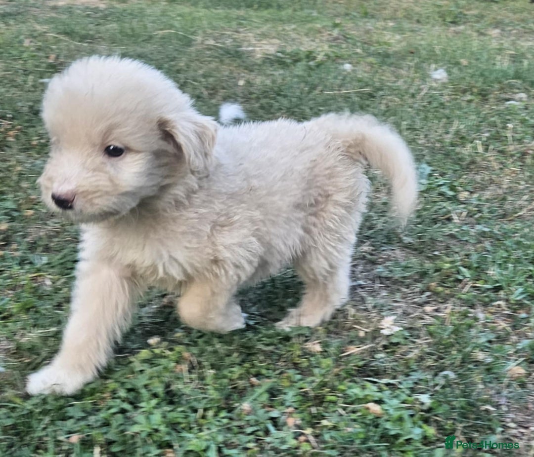 Mixed Breed dogs for sale: F1 Shepadoodle Puppies in Boston - Image 9