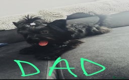 Yorkshire Terrier dogs for sale: Black Onyx Yorkie ready to Reserve 🖤 - Image 16