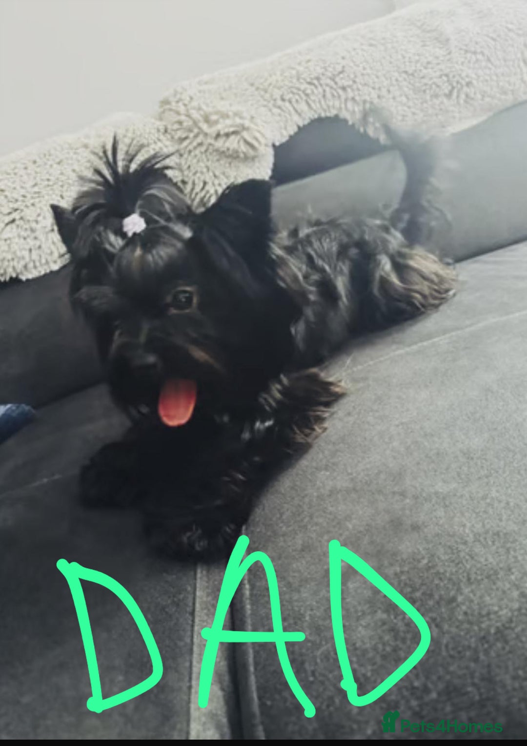 Yorkshire Terrier dogs for sale: Black Onyx Yorkie ready to Reserve 🖤 - Image 16
