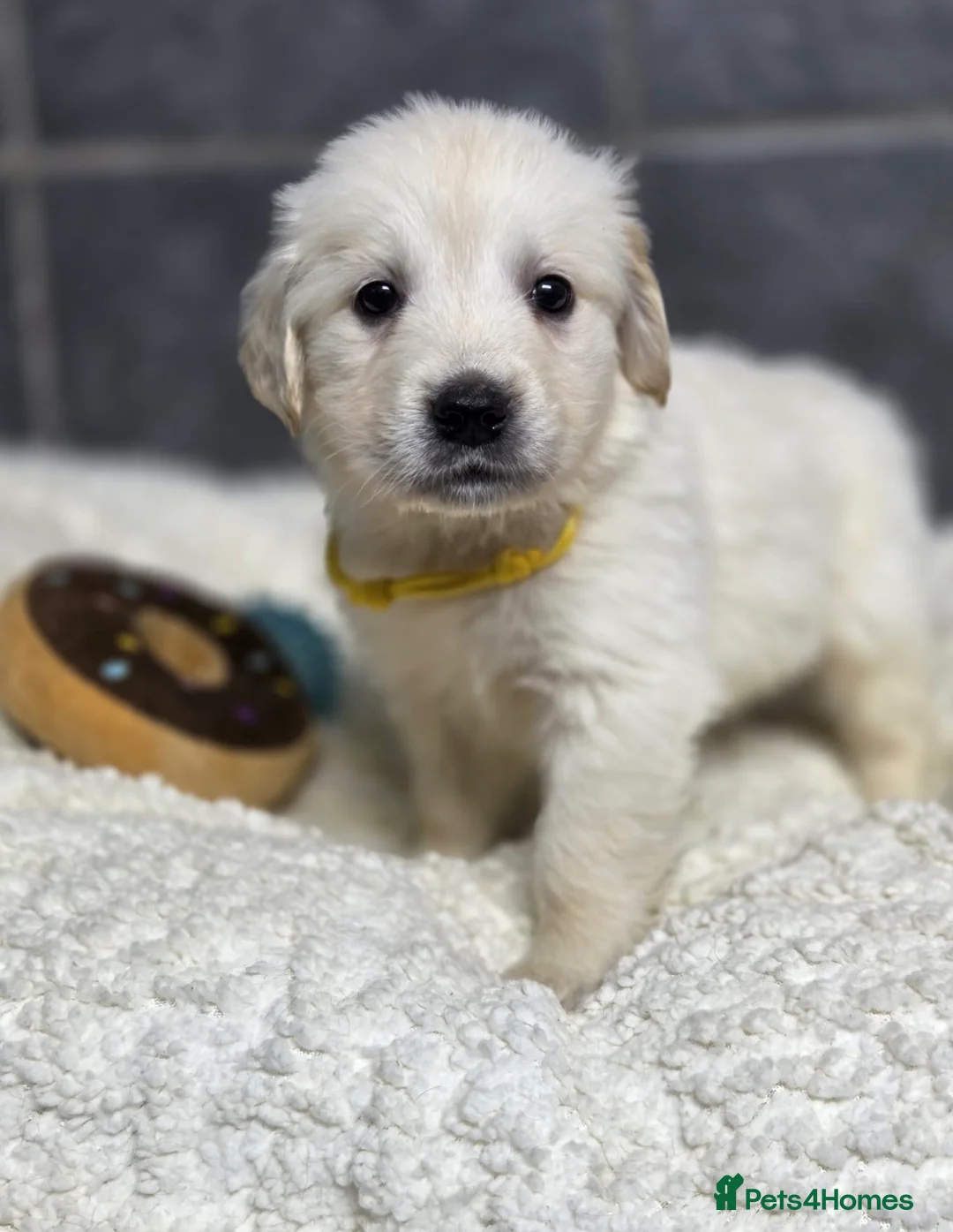 Golden Retriever dogs for sale: Beautiful kc golden retriever pups - Advert 8