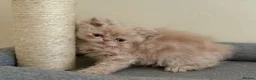 Persian cats for sale: GCCF registered cream Persians 💙 - Advert 4