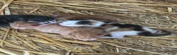 Mixed Breed cats for sale: Farm kitten - Advert 8