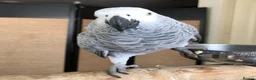 Parrots birds for sale: Congo African Grey parrots  in Norwich - Advert 1