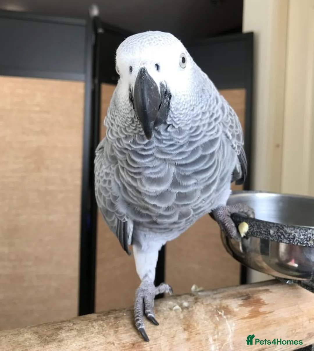 Parrots birds for sale: Congo African Grey parrots  in Norwich - Advert 1