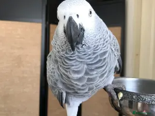 Parrots birds Congo African Grey parrots - Advert 3