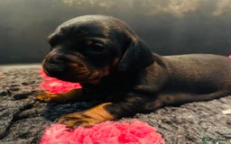Dachshund dogs for sale: BEAUTIFUL KC REG STANDARD SMOOTH DACHSHUNDS  - Image 3
