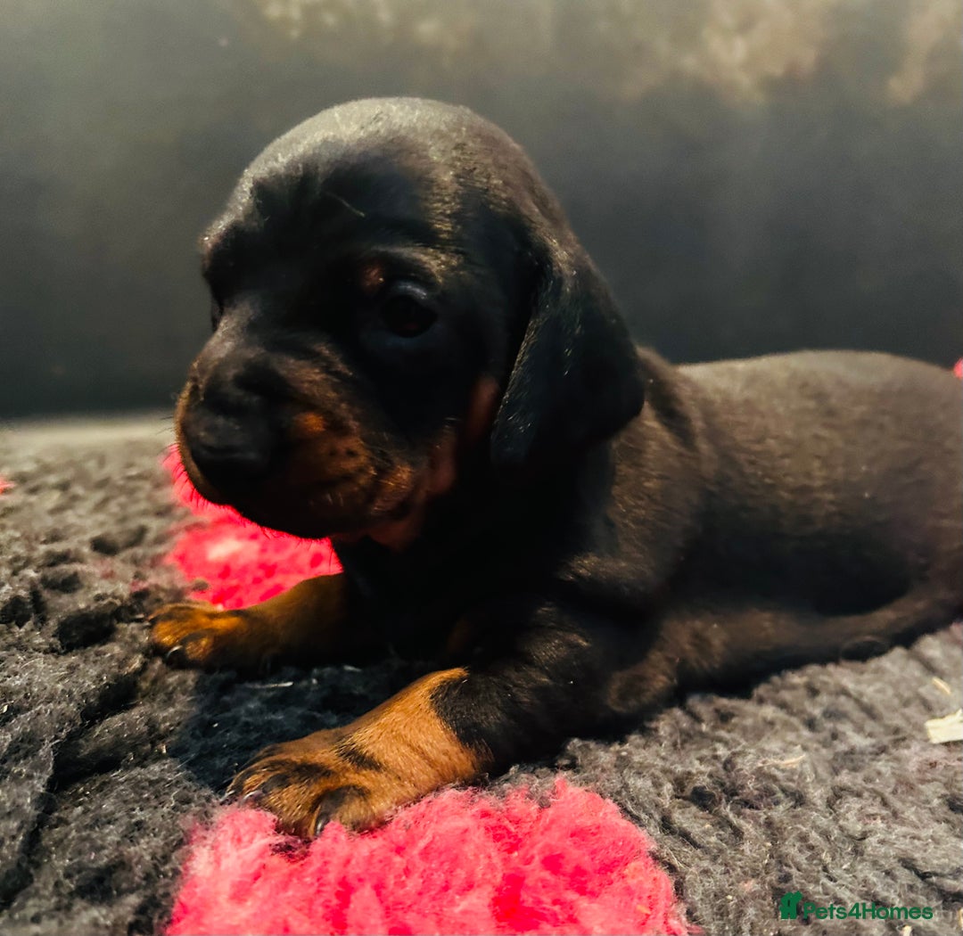 Dachshund dogs for sale: BEAUTIFUL KC REG STANDARD SMOOTH DACHSHUNDS  - Image 3