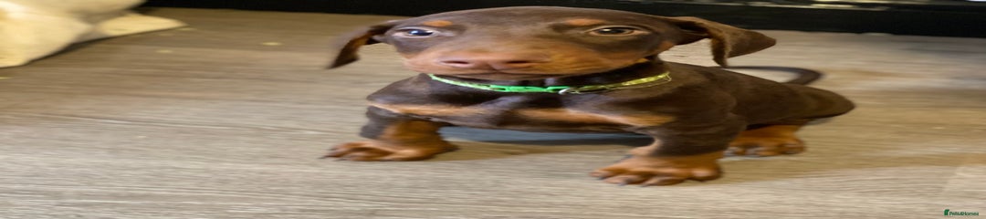 Dobermann Puppy 2
