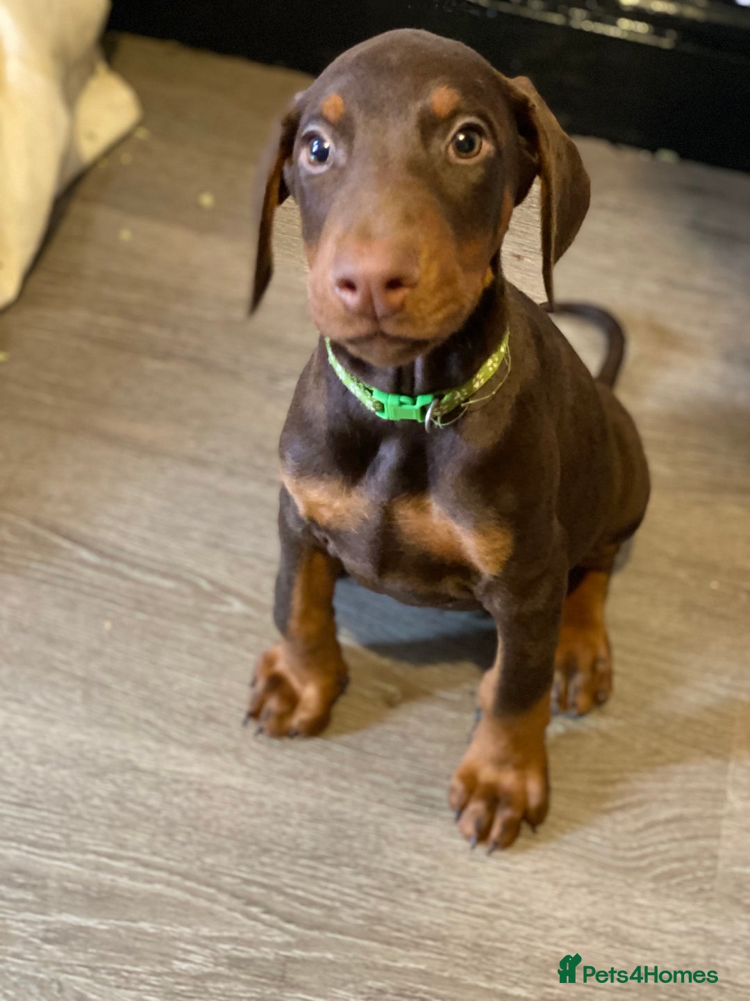 Dobermann dogs for sale: Beautiful Dobermann puppies - Image 10