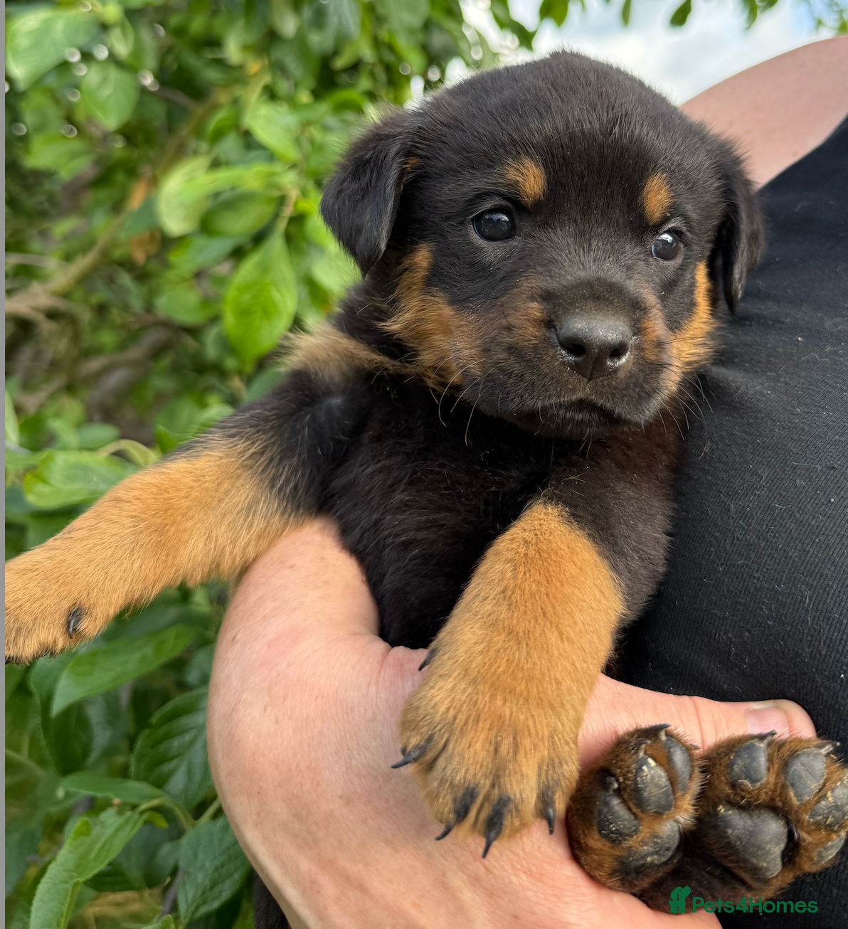 Rottweiler dogs 8 Stunning Rottweiler puppies - Advert 15