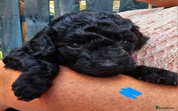 Cavapoo dogs for sale: F1BB Cavapoo puppies - Image 1