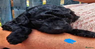 Cavapoo dogs - Advert 1