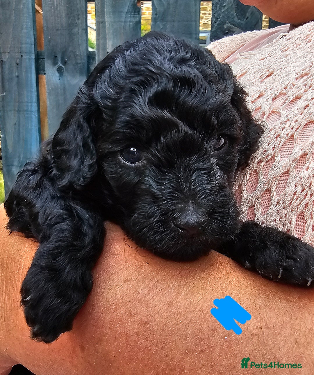 Cavapoo dogs for sale: F1BB Cavapoo puppies - Image 1