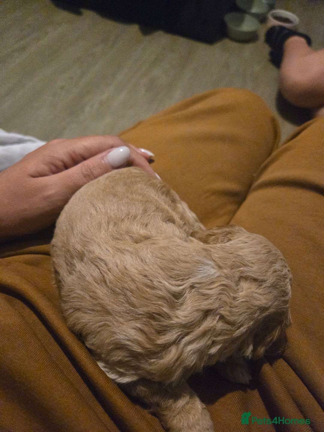 Cockapoo dogs for sale: F2 Cockapoos - Image 9