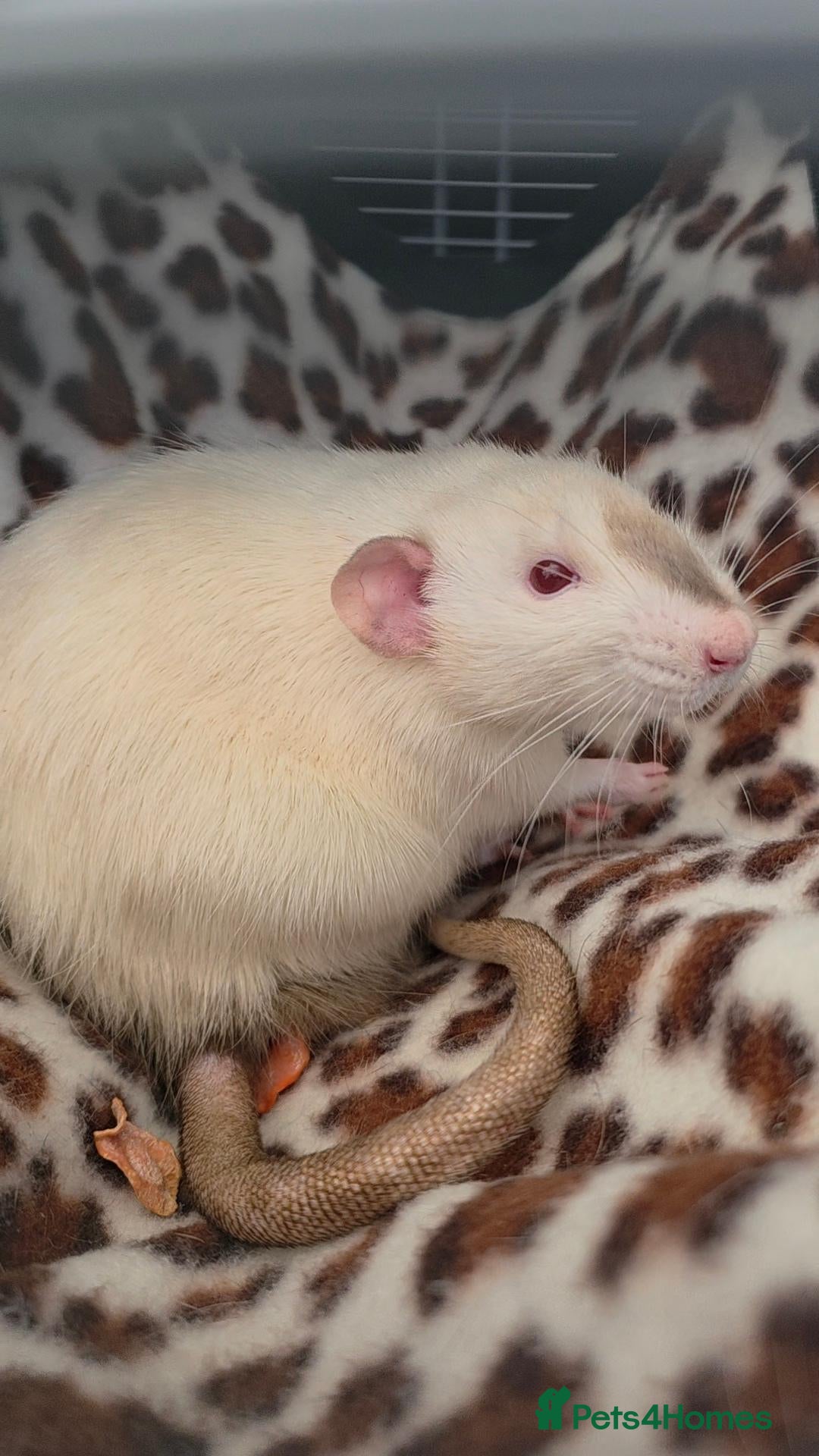Rat rodents for sale: Two Lovely Rats - Advert 2