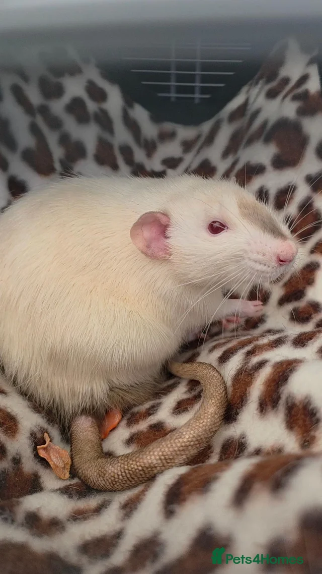 Two Lovely Rats for sale in Derby | Pets4Homes