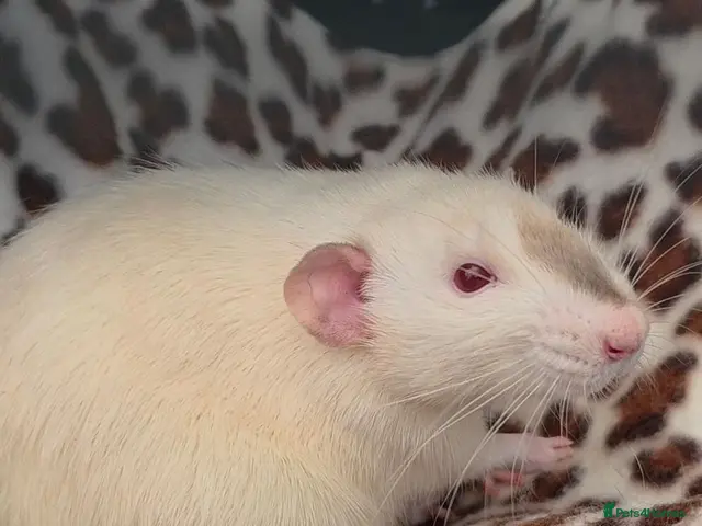 Rat rodents for sale: Two Lovely Rats - Advert 2