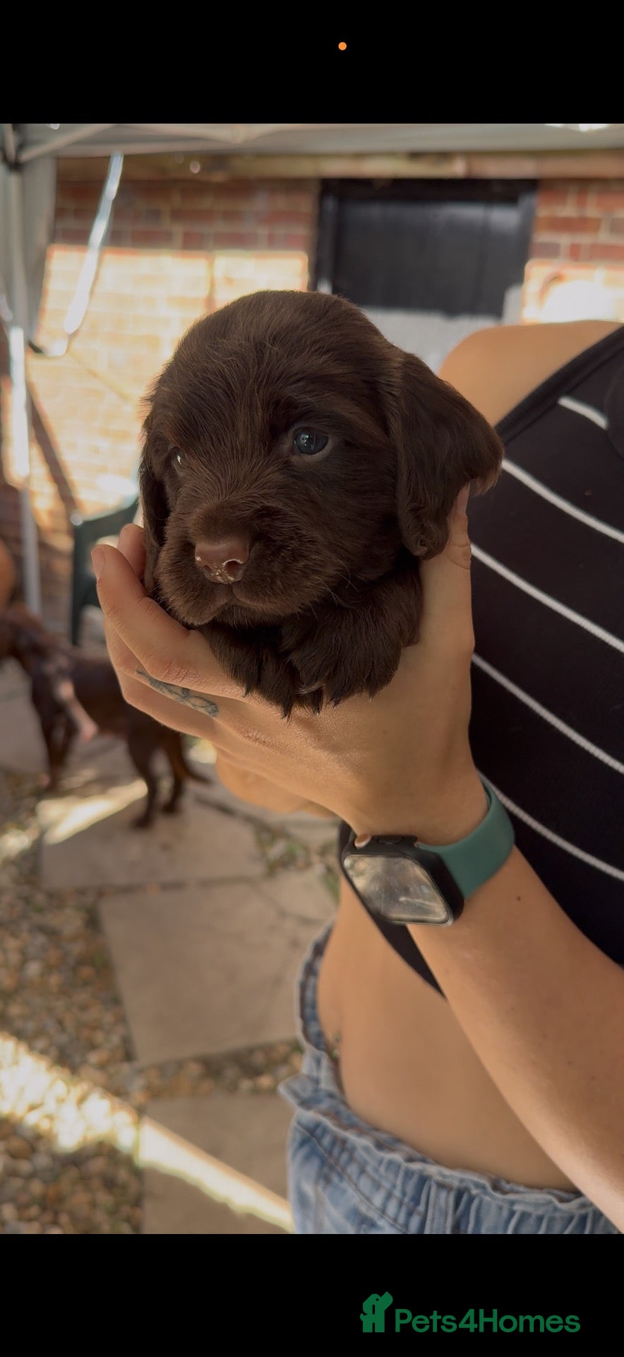 Sprocker dogs chocolate boy sprocker spaniel  - Advert 3