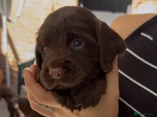 Sprocker dogs chocolate boy sprocker spaniel - Advert 3