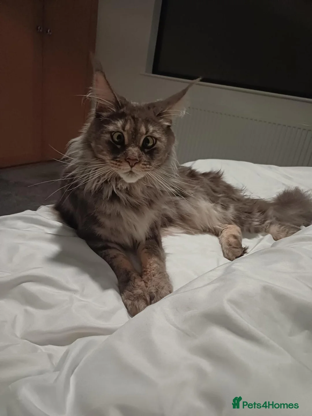 Maine Coon cats for sale: Maine Coon Kitten  - Advert 2