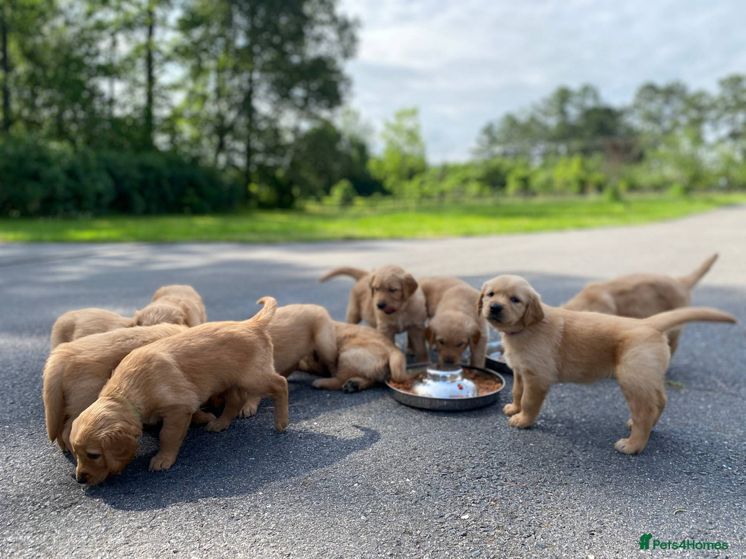 Golden Retriever dogs for sale: beautiful litter of kc Golden Retriever puppies - Image 12