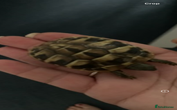 Hermann Tortoise reptiles for sale: 2025 baby hermann tortoises  - Image 2