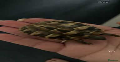 Hermann Tortoise reptiles - Advert 7
